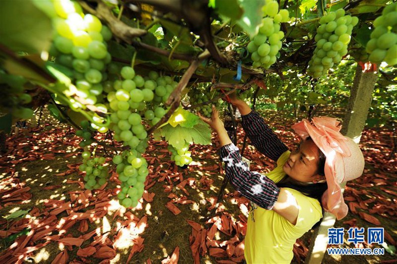 Traubenernte in der Provinz Guizhou