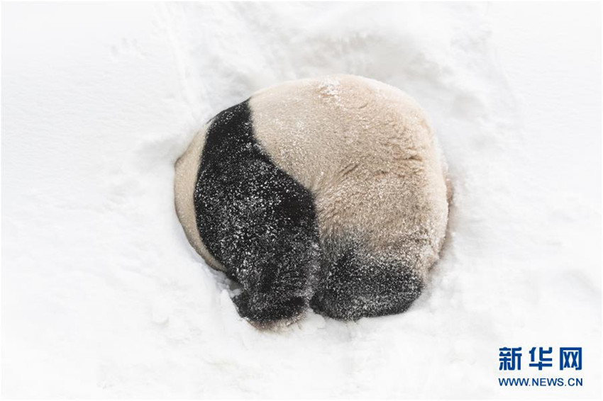 Wenn Pandas Schnee sehen