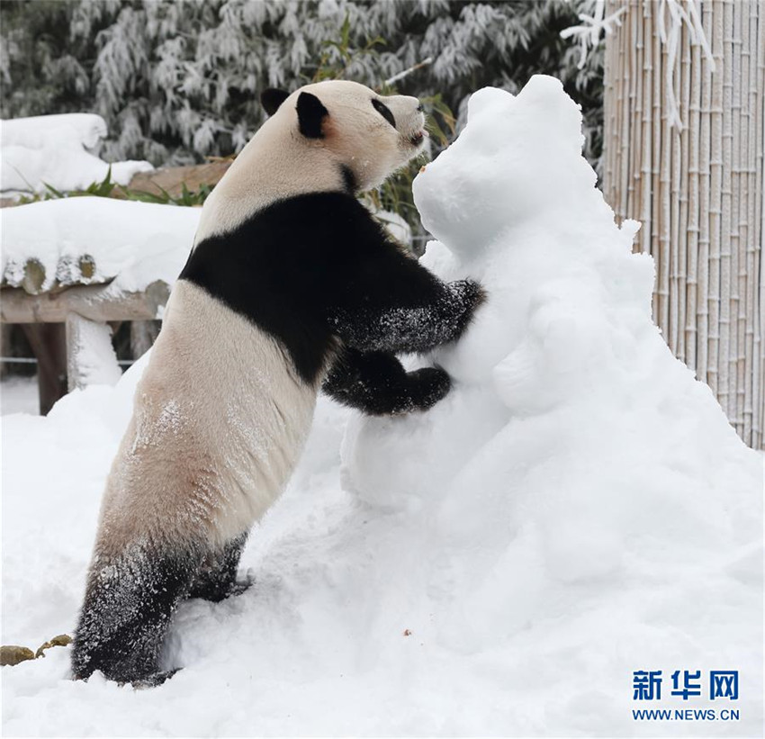 Wenn Pandas Schnee sehen