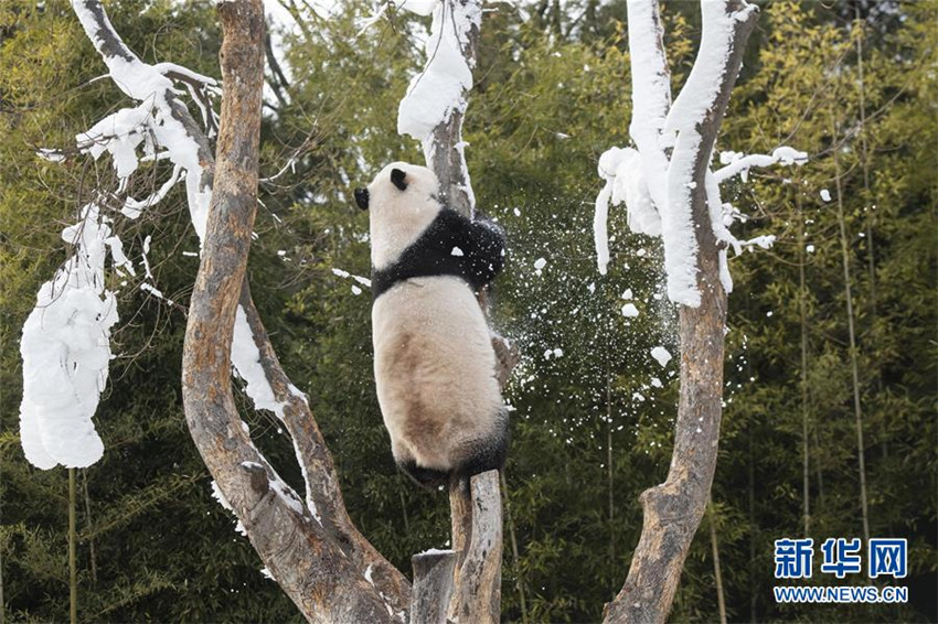 Wenn Pandas Schnee sehen