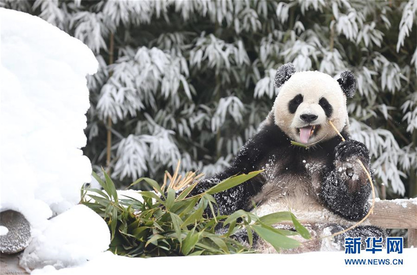 Wenn Pandas Schnee sehen