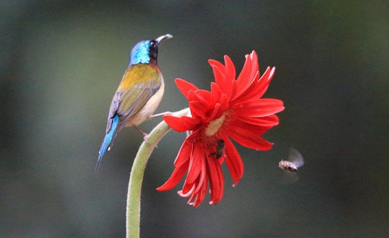 Blumen erblühen in China nach dem "Erwachen der Insekten"