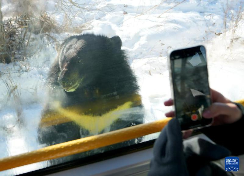 Eine Reise im Wildb?renpark auf der ?Schwarzb?reninsel“