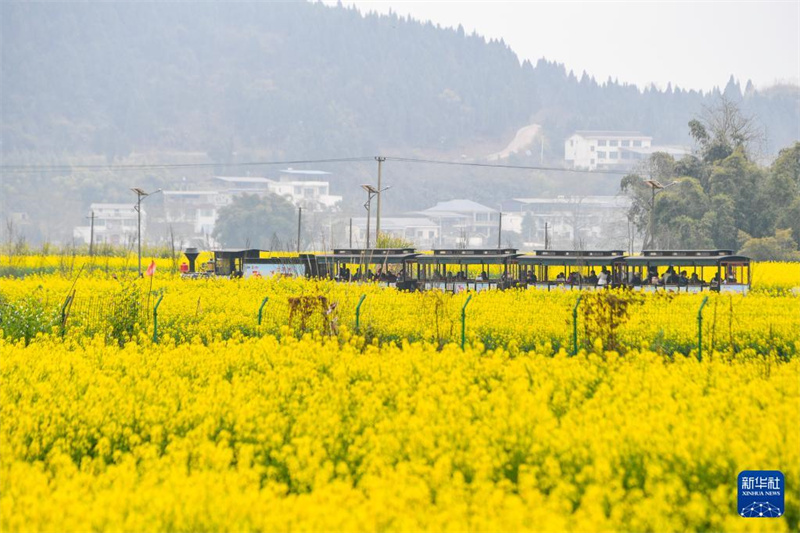 Chongqing: ?Rapsblütenwirtschaft“ f?rdert l?ndliche Entwicklung