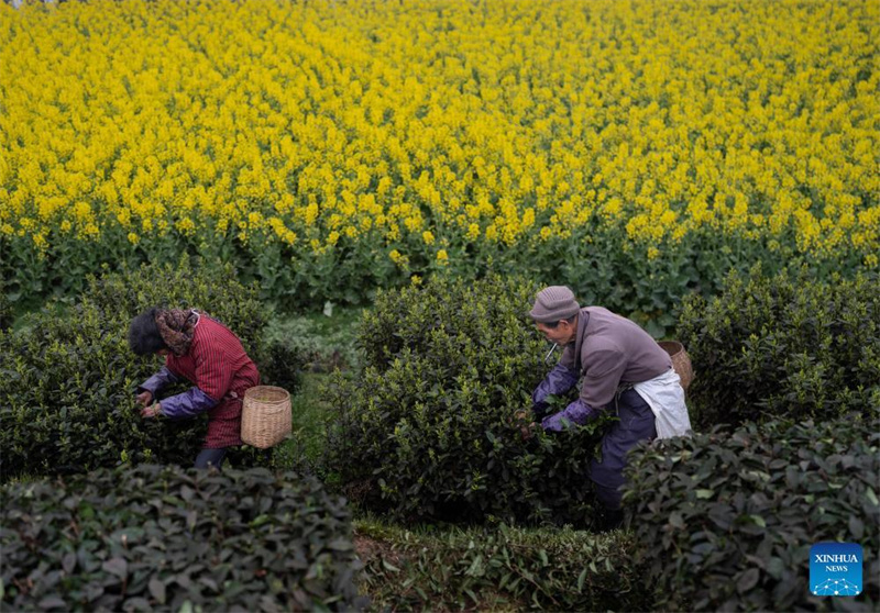 Sichuan: Tee bringt den Bewohnern Glück