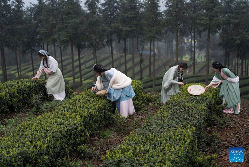 Sichuan: Tee bringt den Bewohnern Glück