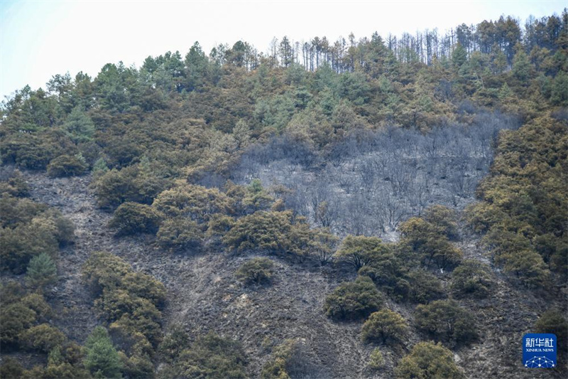 Sichuan: Rettungskr?fte bek?mpfen Waldbrand