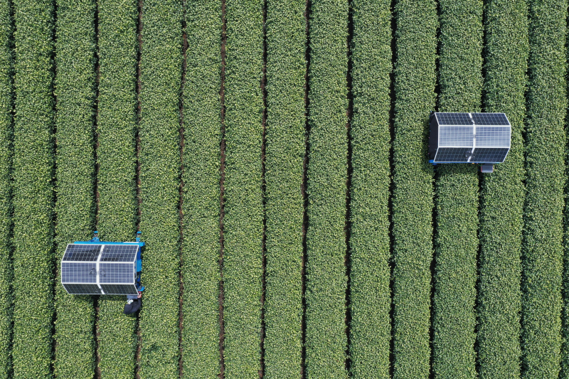 Roboter unterstützen der Teeernte in Hangzhou