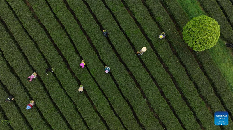 Bauern in Guizhou mit der Frühlingsteeernte besch?ftigt