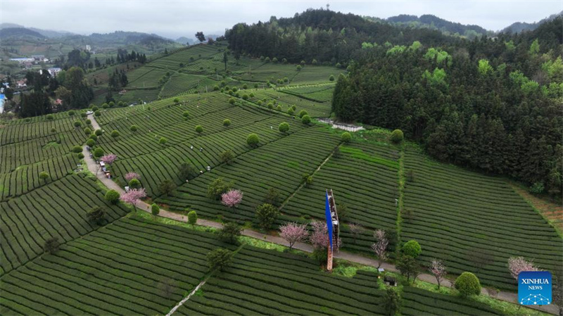 Bauern in Guizhou mit der Frühlingsteeernte besch?ftigt