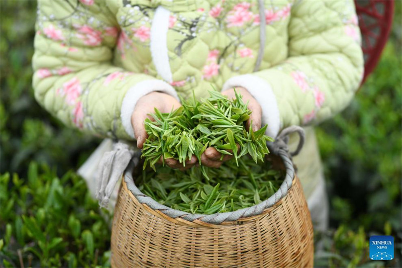 Bauern in Guizhou mit der Frühlingsteeernte besch?ftigt