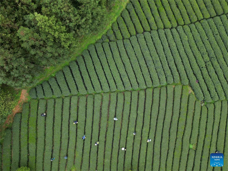 Bauern in Guizhou mit der Frühlingsteeernte besch?ftigt