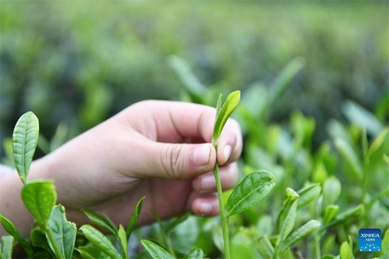 Bauern in Guizhou mit der Frühlingsteeernte besch?ftigt