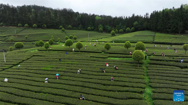 Bauern in Guizhou mit der Frühlingsteeernte besch?ftigt