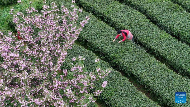 Bauern in Guizhou mit der Frühlingsteeernte besch?ftigt