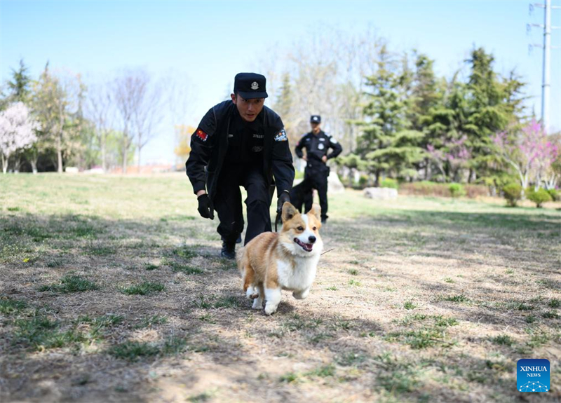 Der erste Corgi-Polizeihund Chinas