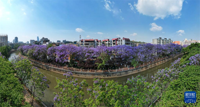 Blühende Palisanderholzb?ume versch?nern die ?Frühlingsstadt“ Kunming