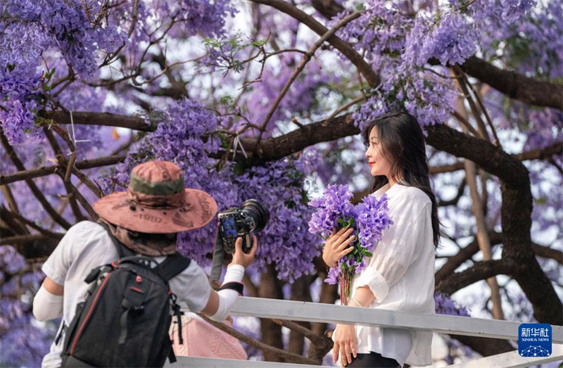 Blühende Palisanderholzb?ume versch?nern die ?Frühlingsstadt“ Kunming