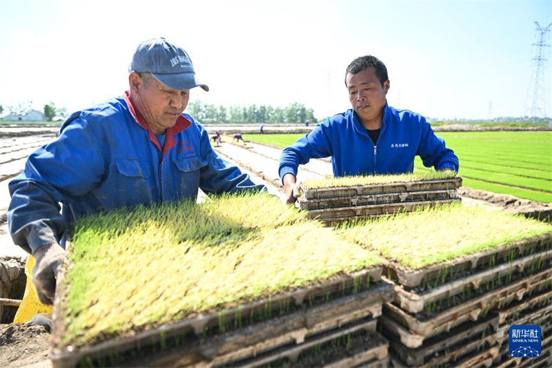 Jiangsu: Saatzucht des Wasserreises in der Genossenschaft für Agrarmaschinen