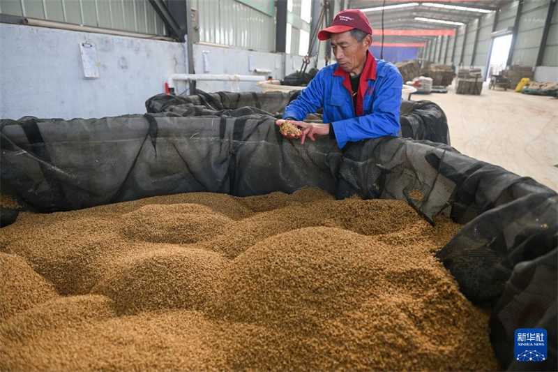 Jiangsu: Saatzucht des Wasserreises in der Genossenschaft für Agrarmaschinen