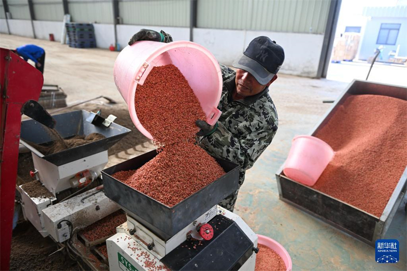 Jiangsu: Saatzucht des Wasserreises in der Genossenschaft für Agrarmaschinen