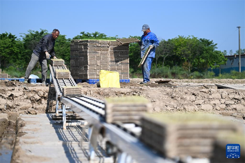 Jiangsu: Saatzucht des Wasserreises in der Genossenschaft für Agrarmaschinen