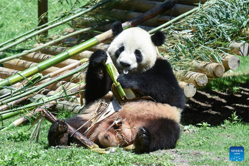 Riesenpanda-P?rchen wird in Madrid vorgestellt