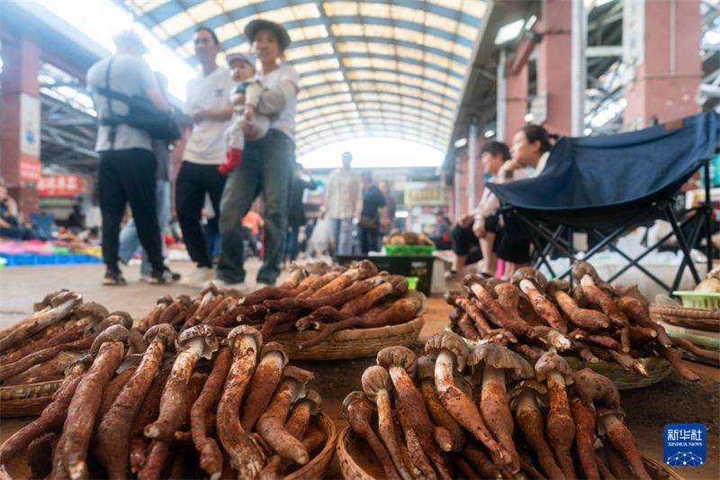 In Yunnan beginnt die Haupterntezeit für essbare Wildpilze