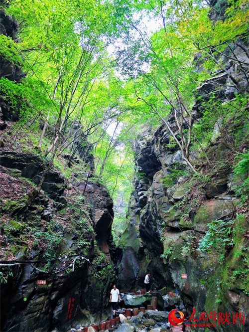 ?kologisch grüne Landschaft im experimentellen Forst Houzhenzi