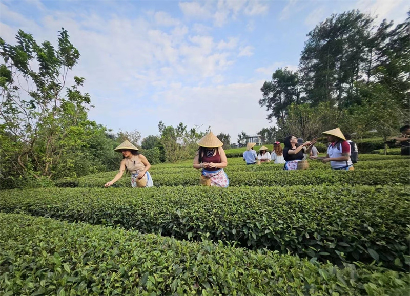 Mediengruppe aus lateinamerikanischen L?ndern in Chengdu: Tee pflücken und verkosten waren eine Freude