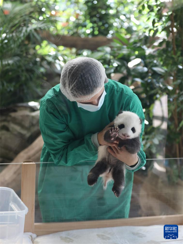 Deutschlands neue Panda-Zwillinge geben ihr Debüt