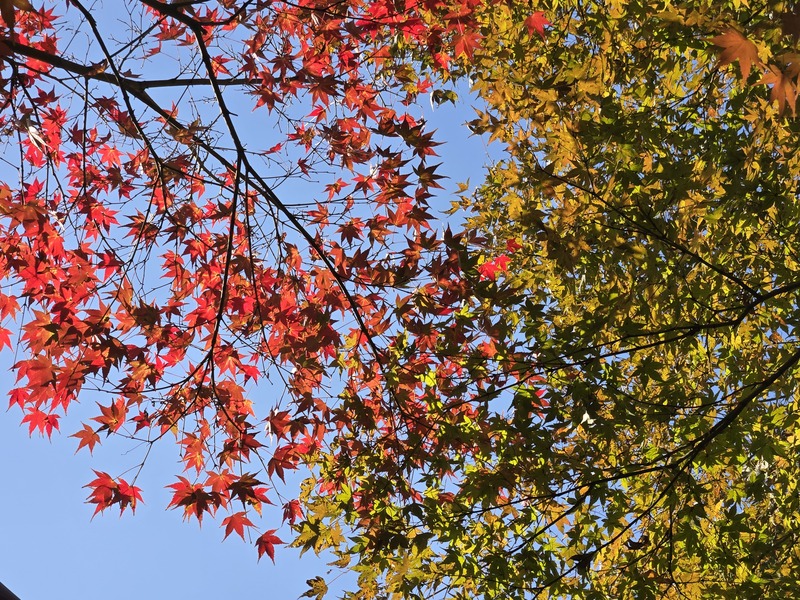 Shanghai: Ein buntes ?Himmelsgem?lde“ im Winter